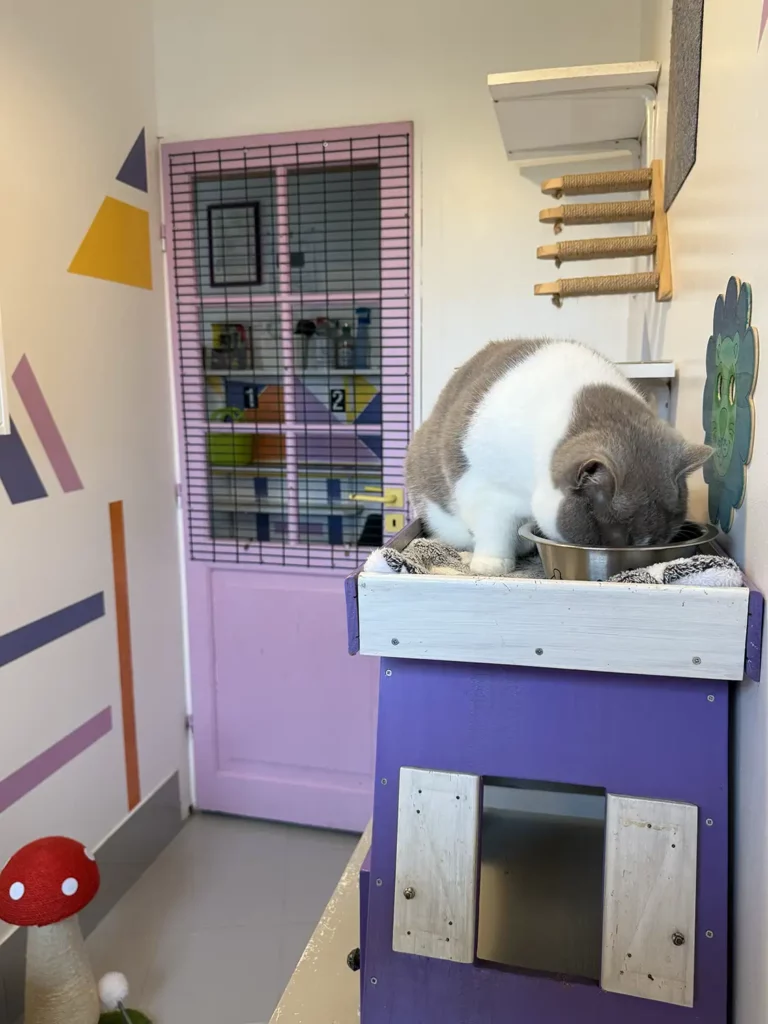 Jolie chambre confortable et spacieuse avec parc extérieur à la pension féline Chat Pacha en Dordogne, près de Perigueux.