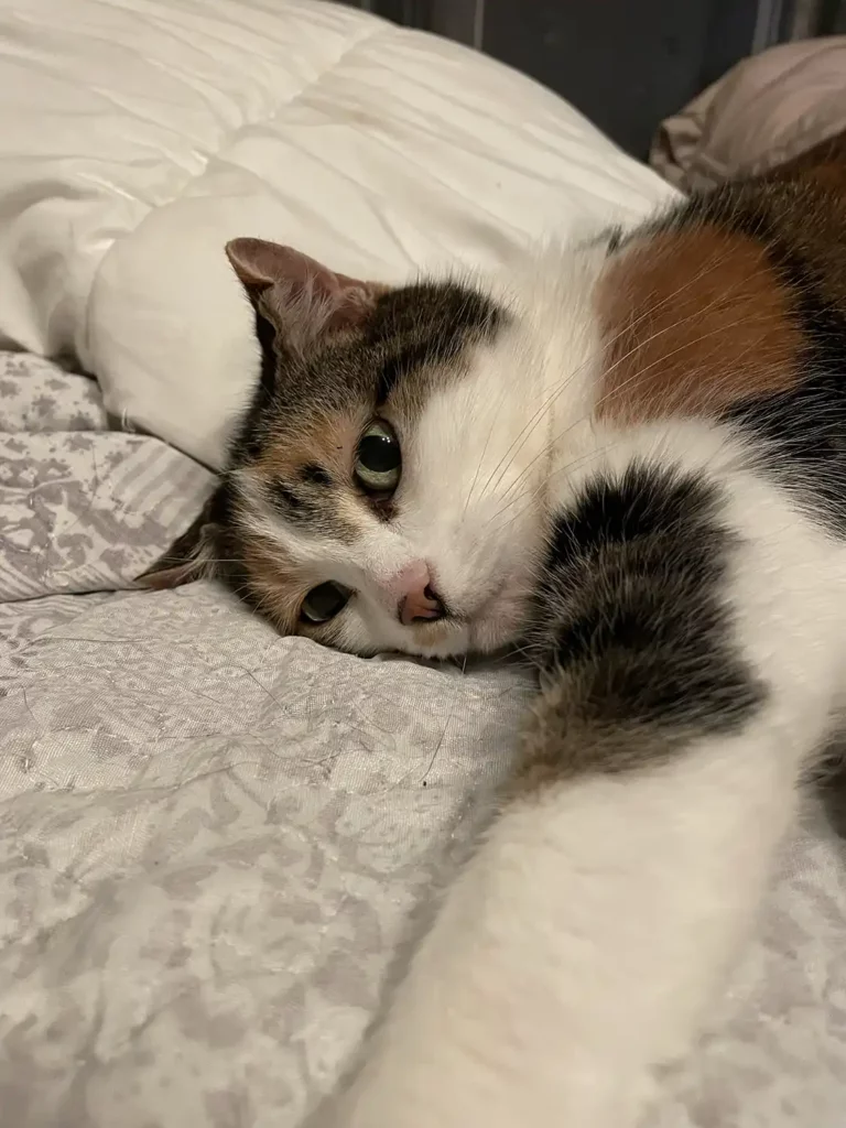 Chat pensionnaire de la pension féline haut de gamme Chat Pacha en Dordogne, près de Perigueux.