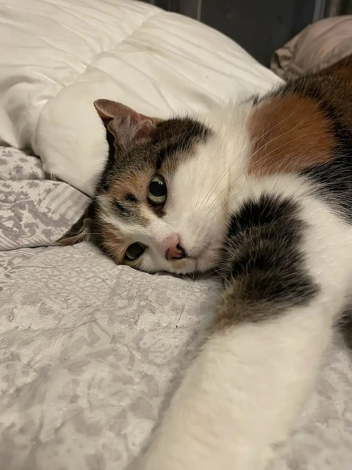 Chat pensionnaire de la pension féline haut de gamme Chat Pacha en Dordogne, près de Perigueux.